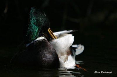 Intimate Illumination - Mallard Duck