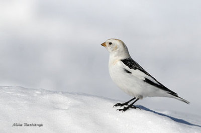 Snow Bunting Rests Long Enough To Be Photographed