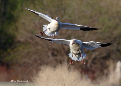 We've Found Our Spot! - Greater Snow Geese