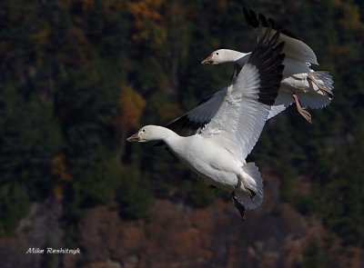 Stay Close To My Tail - Greater Snow Geese