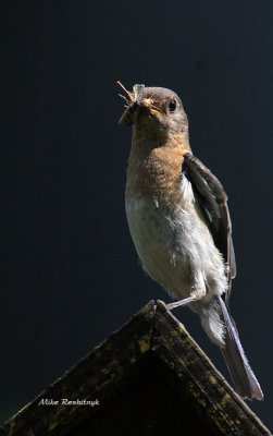 SnackTime For An Eastern Bluebird - Merlebleu