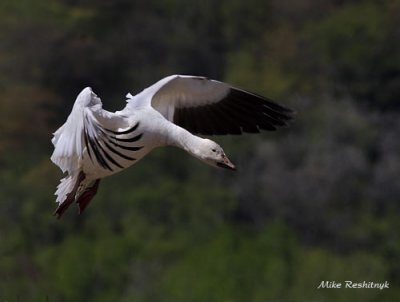 On The Tips Of My Fingers - Greater Snow Goose