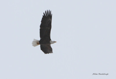 Maizerets Bald Eagle For Ornitho QC