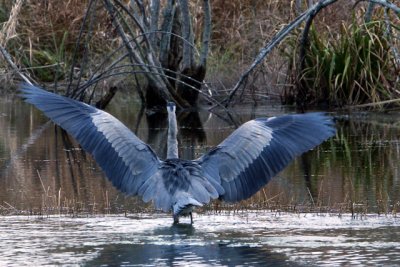 Great Blue Heron Wingspan