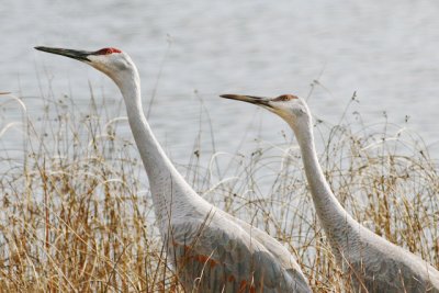 Sandhill Crane Duo