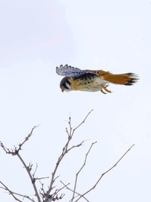 American Kestrel (Male)