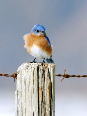 Proud Bluebird