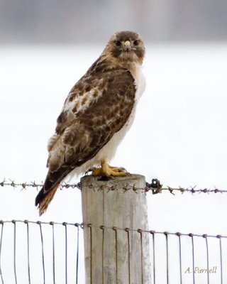 Red -Tailed Hawk