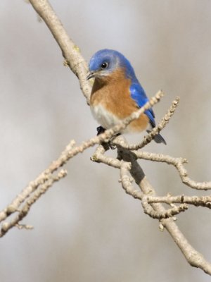 Male Bluebird