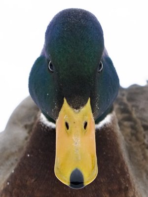 The Angry Mallard