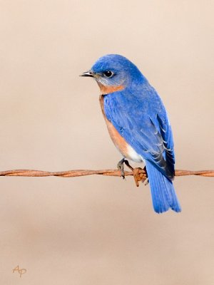 Male Bluebird Portrait