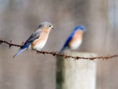 Bluebird Pair
