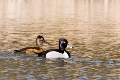 Ring-Necked Duck Pair