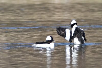 Male Buffleheads