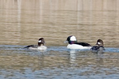 Bufflehead Ducks