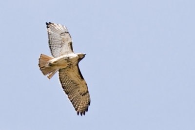 Soaring Red -Tailed Hawk