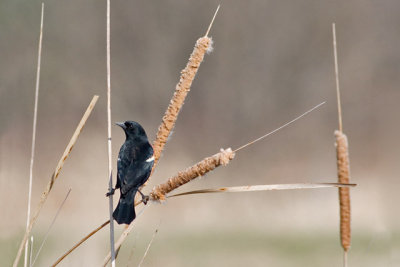 Red-Winged Blackbird and Cattails