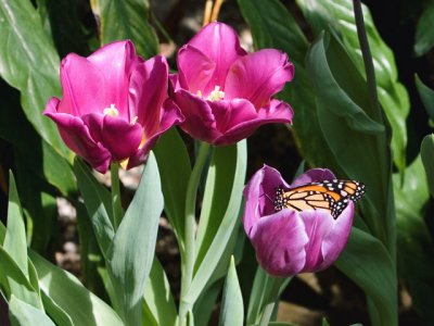 Monarch and Tulips