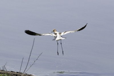 Avocet Take Off