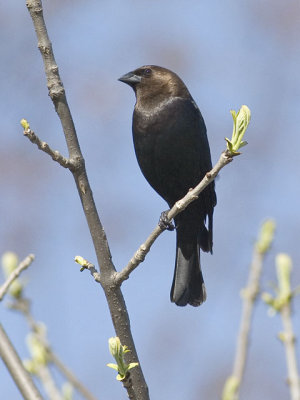 Brown Headed Cowbird