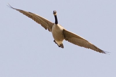 Gliding Goose
