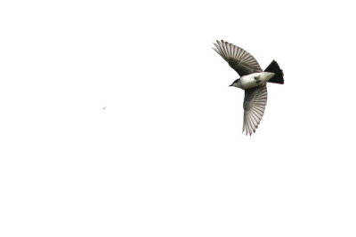 Kingbird Chasing Insect