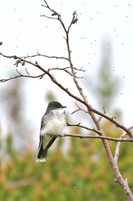 Eastern Kingbird