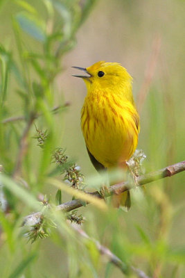 Singing Yellow Warbler