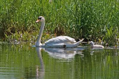 Mute Swan and Cygnet