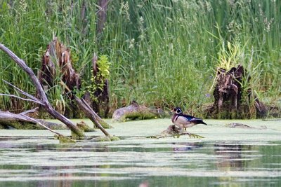 Wood Duck in the Swamp