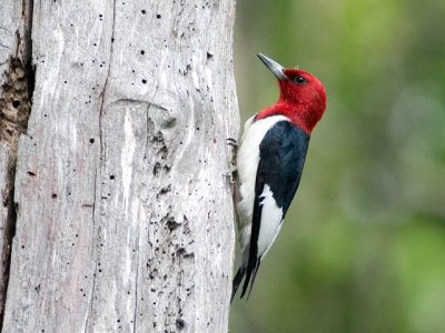 Red-Headed Woodpecker