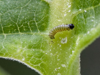 1/8 Monarch Caterpillar on Milkweed Leaf