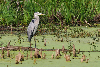 GBH in the Marsh