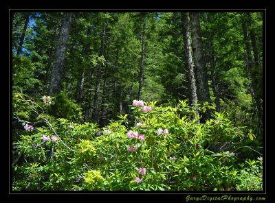 rhodies01_4382.jpg