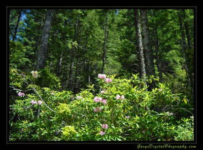 rhodies01_4382.jpg