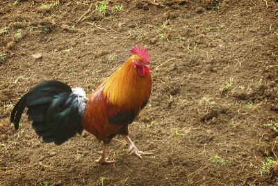 The Official Bird of Kauai
