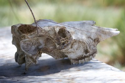 Old Horse Skull at Lower McNett Ranch