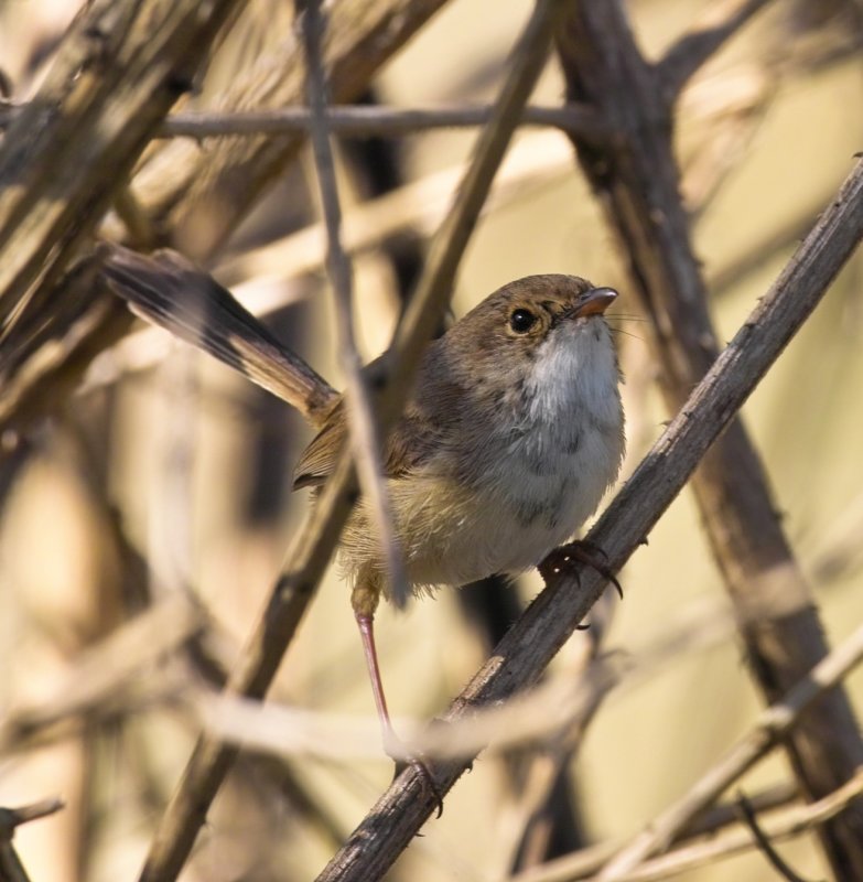 Female Red Backed  Fairy Wren