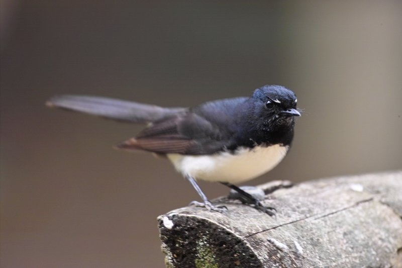 Willie Wagtail