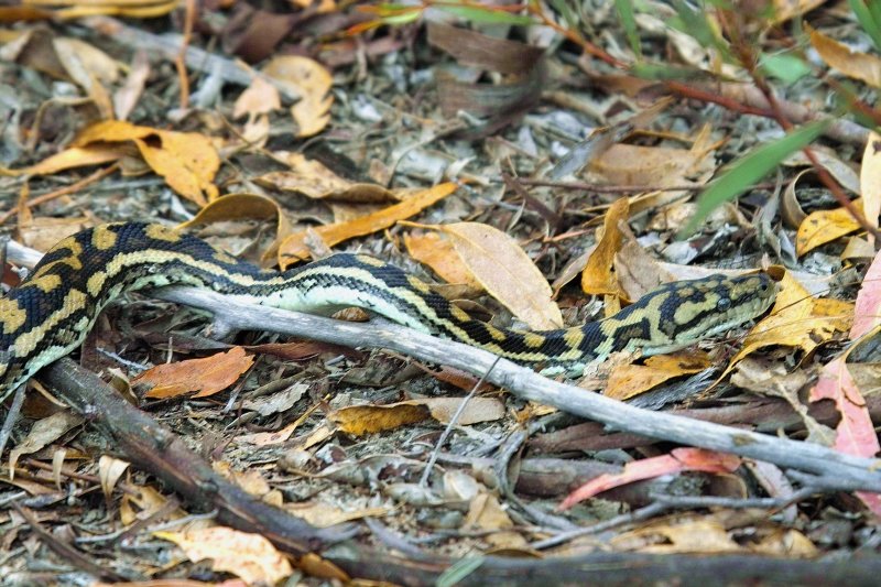 Carpet Python