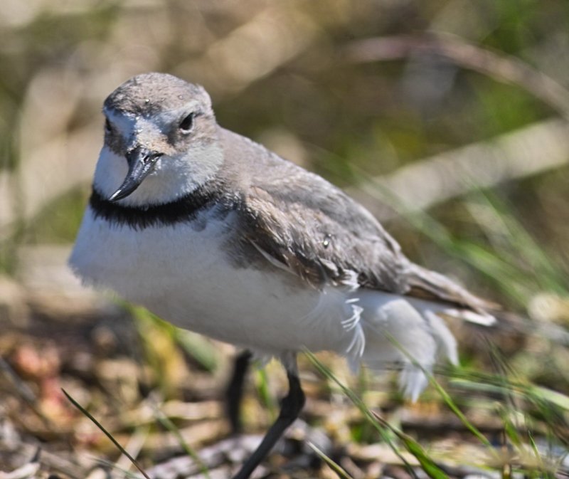 Wrybill  - Bent Beak.