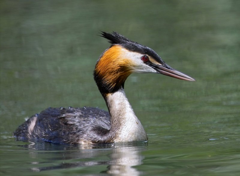 Crested Grebe