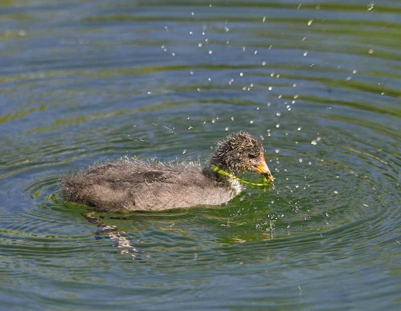 Young Coot