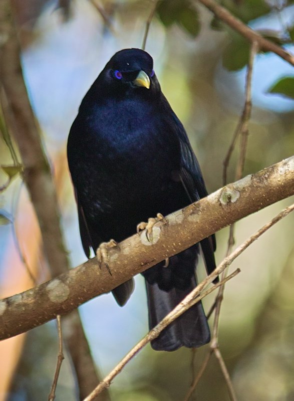 Satin Bower Bird Male