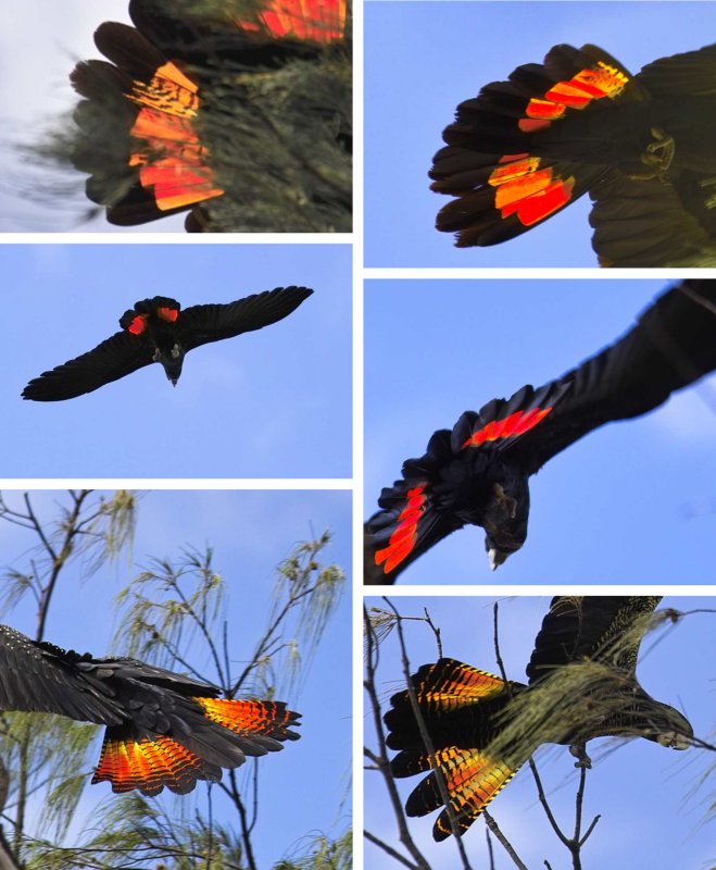 Red Tailed Black Cockatoo
