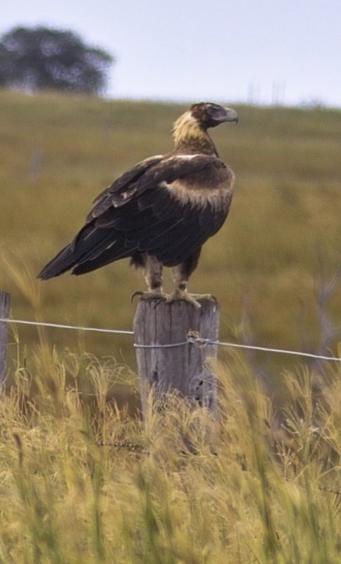 Wedgetail Eagle