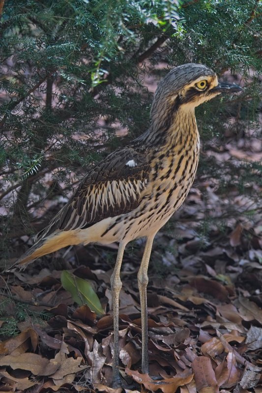 Bush Stone Curlew