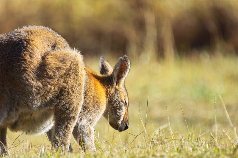 Sleepy Roo
