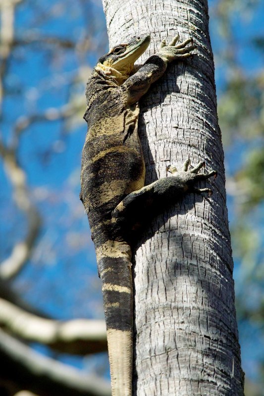 Goanna