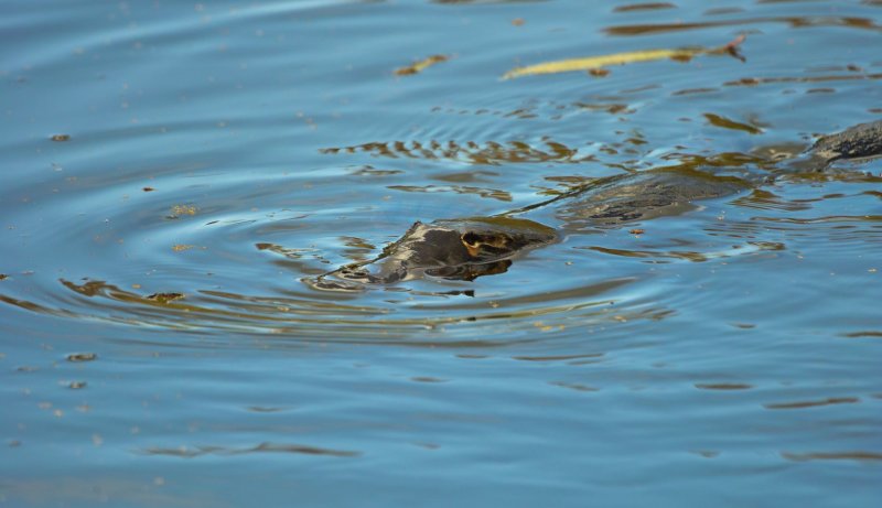 Platypus